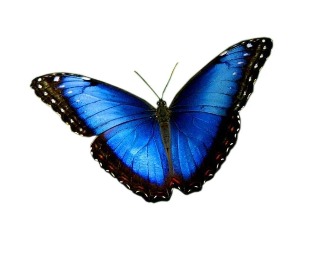 Handpainted Butterfly Earrings - Blue Morpho - Large